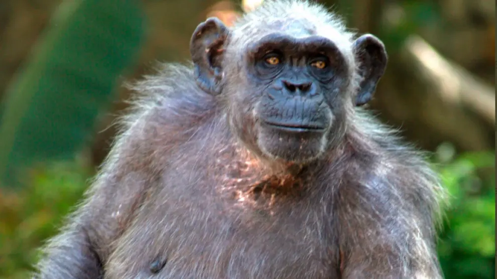 la chimpancé La Vieja, la más longeva de Europa