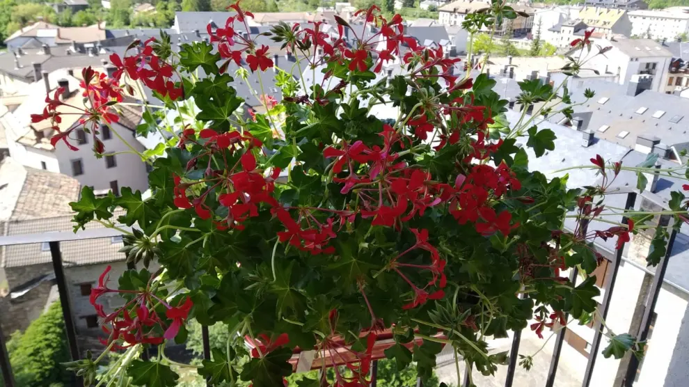 Los balcones de Biescas lucían floridos en recuerdo de la pospuesta Feria de la Primavera