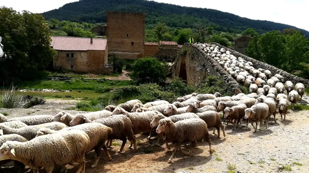 El ganado trashumante cruza el puente que separa las provincias de Teruel y Castellón.