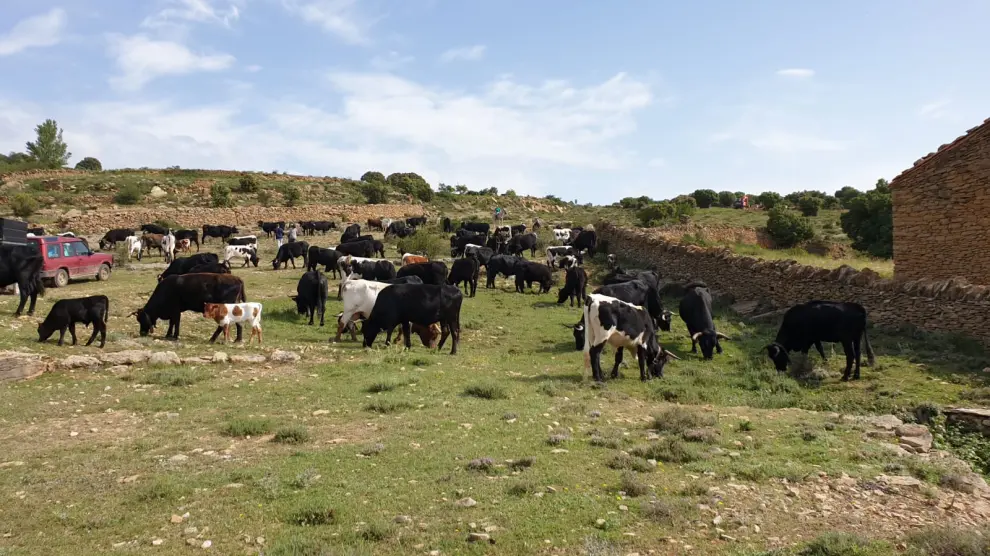 El ganado, en la vereda trashumante dentro de la provincia de Teruel.