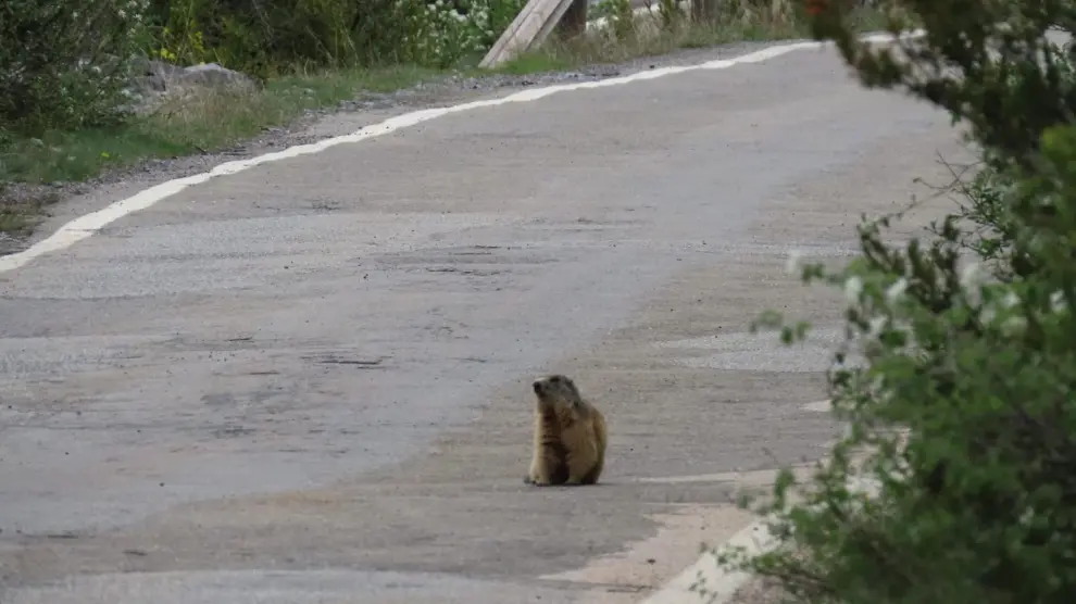 Una marmota en un camino de Ordesa.