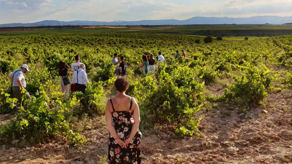 Un grupo de enoturistas disfrutando de la actividad ‘Catas al Atardecer’, de Hacienda Molleda, que forma parte de la Ruta del Viño de Cariñena.