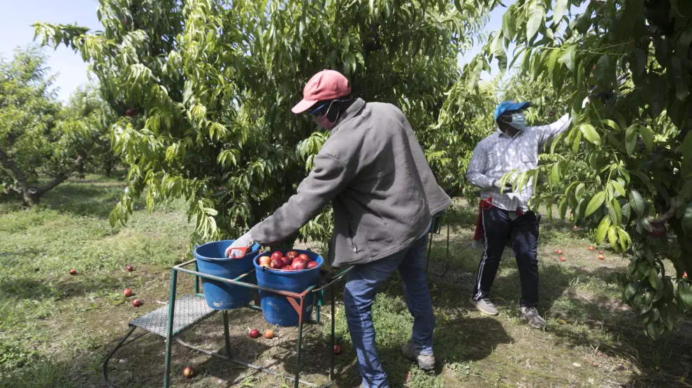 Trabajadores del campo durante la recolección de la fruta en una explotación de Fraga (Huesca)