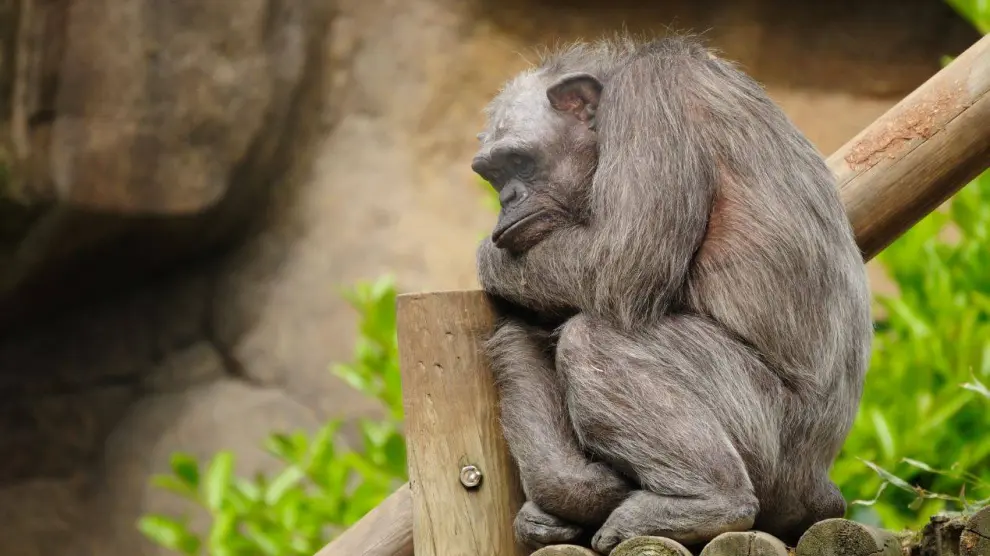 La chimpancé Vieja, con su inconfundible pelaje grisáceo, murió en mayo en el zoo de Barcelona.