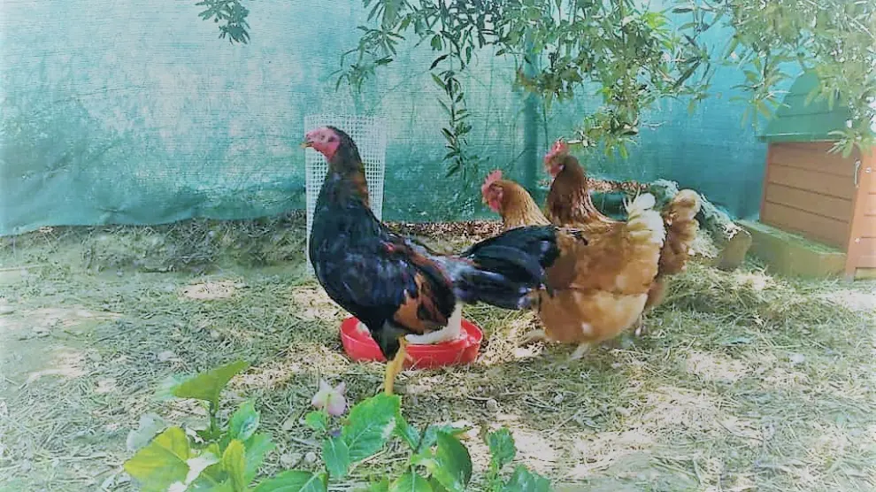 El gallo robado se recuperaba en una propiedad particular junto a otras aves.