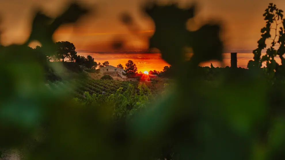 Bonita vista del viñedo de Mas de Torubio.