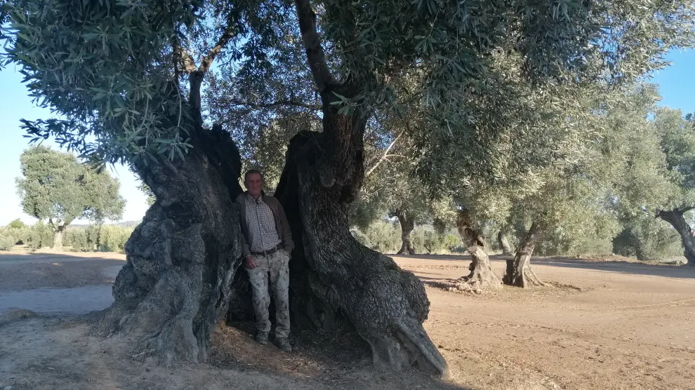 Un agricultor posa con su olivo milenario La Femada, en La Fresneda.