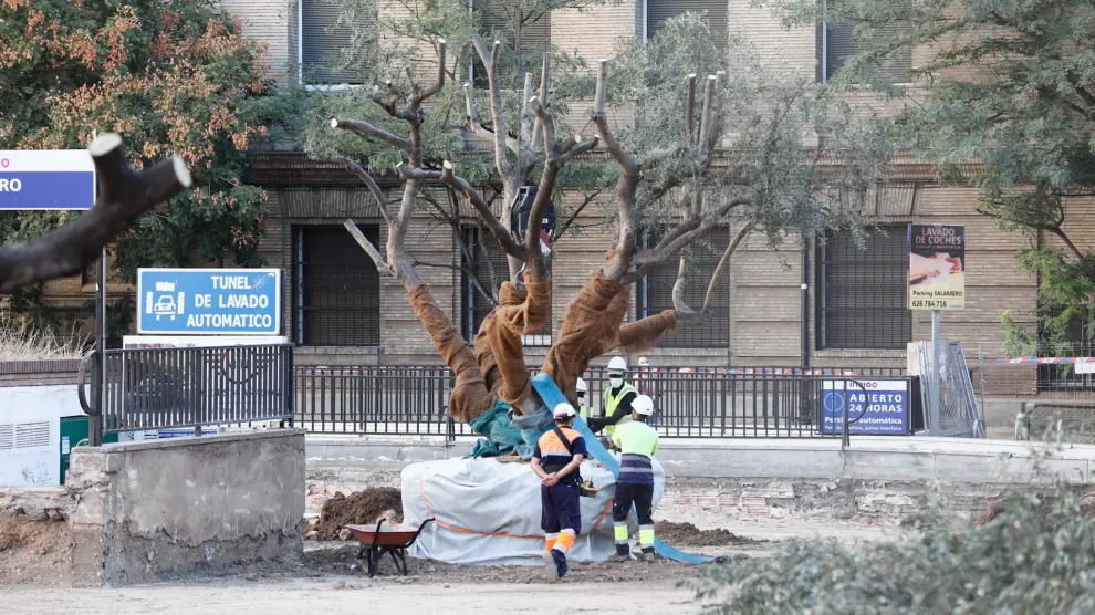 La plaza Salamero de Zaragoza se despide de sus olivos