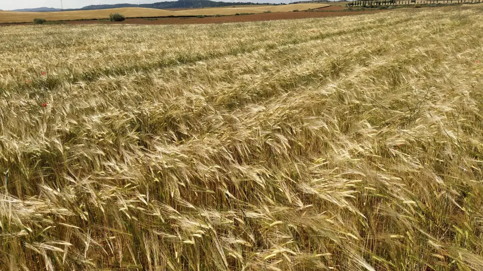 El cereal abarca en Aragón casi la tercera parte de la superficie de cultivo ecológico.
