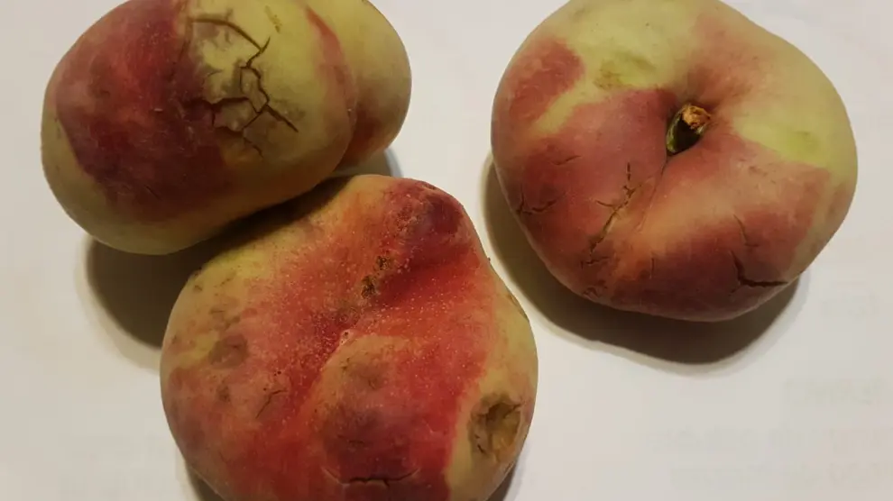 El pedrisco dañó distintas variedades de fruta, como estos paraguayos.