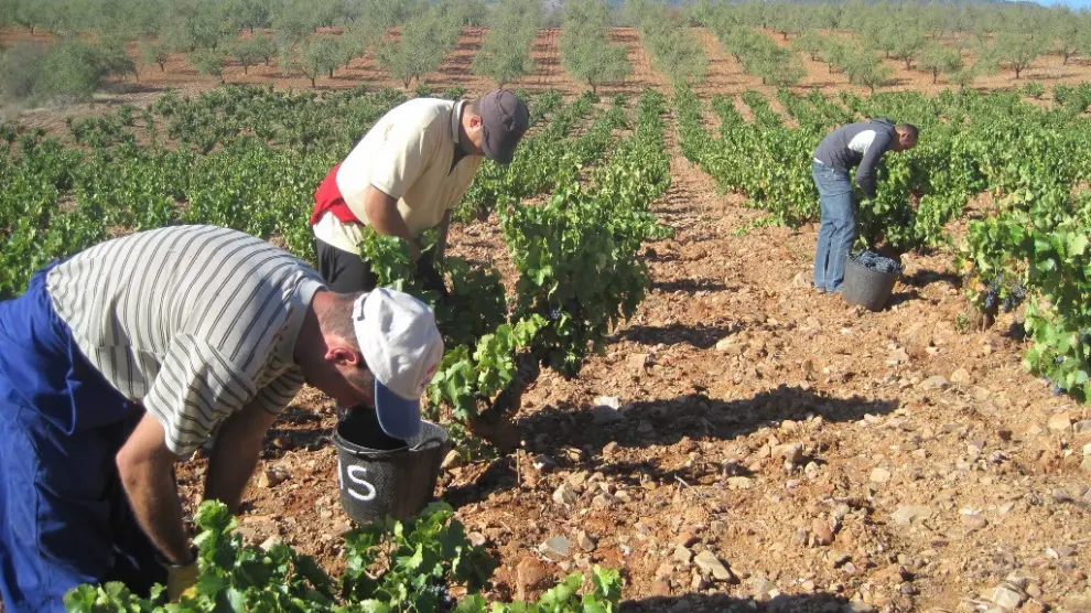 Un momento de la vendimia en los viñedos de la D. O. Calatayud, la pasada campaña.
