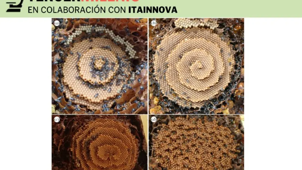 Panales de abejas Tetragonula mostrando (a) patrones diana, (b) espiral, (c) espirales dobles y (d) terrazas desordenadas.