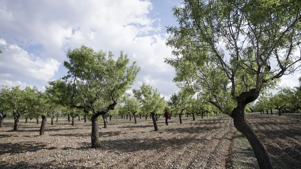 España es el tercer país en producción de almendra.
