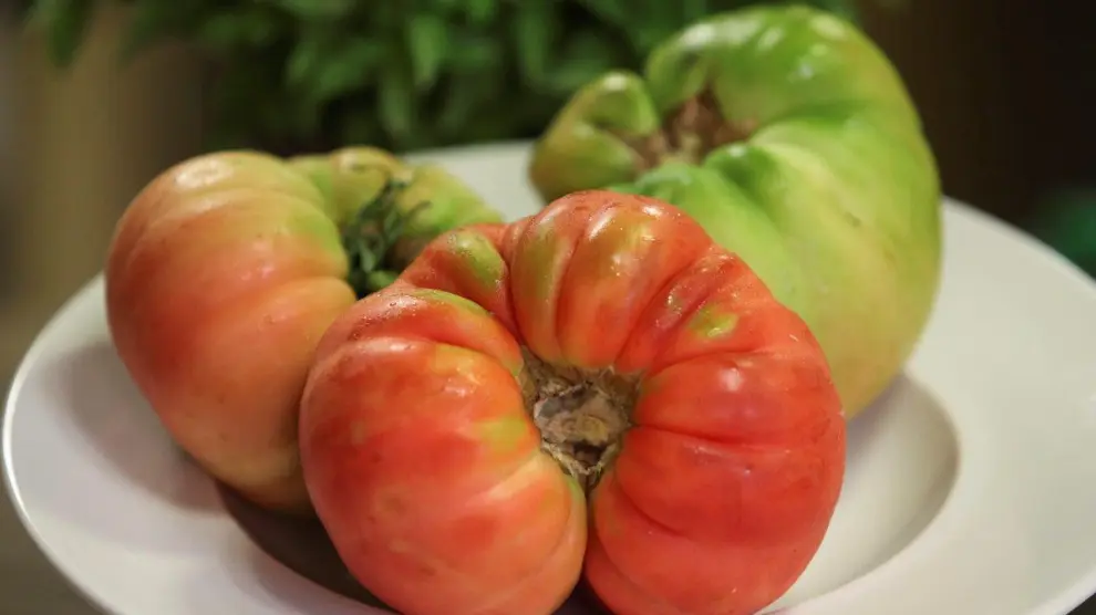 Ejemplares de tomate rosa de Barbastro, una de las joyas de la huerta aragonesa, de fama nacional e internacional.