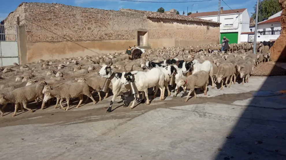 Un rebaño trashumante de ovejas de la Sierra de Albarracín, en la cañada a su paso por Cuenca.