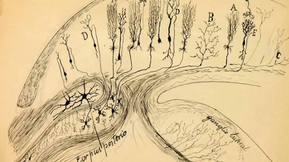 Dibujo de Santiago Ramón y Cajal