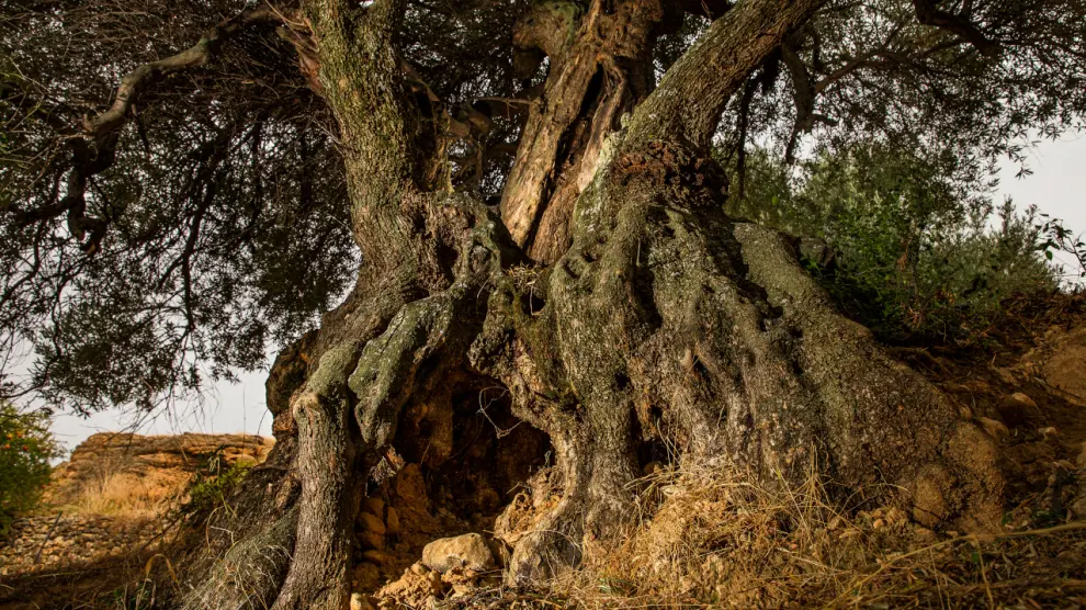Uno de los tres olivos milenarios ya catalogados en Peñarroya de Tastavins.