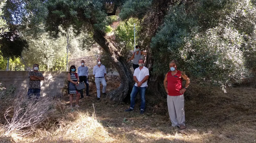 Representantes del Ayuntamiento de Peñarroya de Tastavins y de la Taula del Sénia, junto a un olivo milenario catalogado.