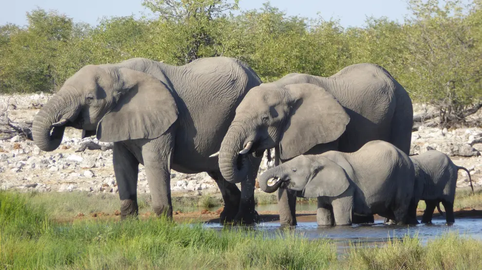 Foto de archivo de varios elefantes