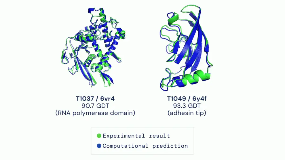 Dos ejemplos de proteínas resueltas por AlphaFold, que predice estructuras muy precisas comparadas con el resultado experimental.