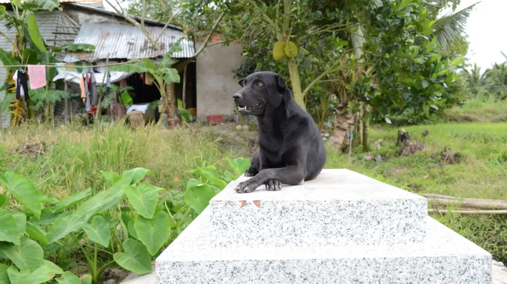 La perra que no abandona la tumba de un niño de dos años ahogado en Vietnam