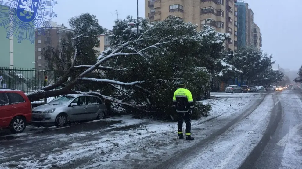 La caída de un árbol por el temporal ha obligado a cortar un carril en Duquesa Villahermosa, en su confluencia con Vía Universitas.