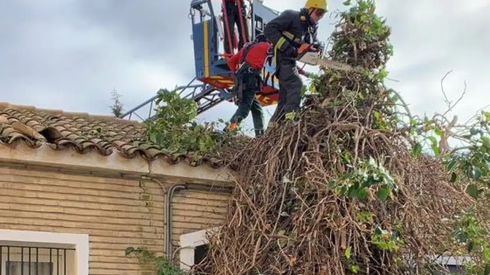 Los bomberos de la Diputación de Huesca colaboran con el Ayuntamiento de Almudévar en la retirada de un árbol que cayó sobre una vivienda.
