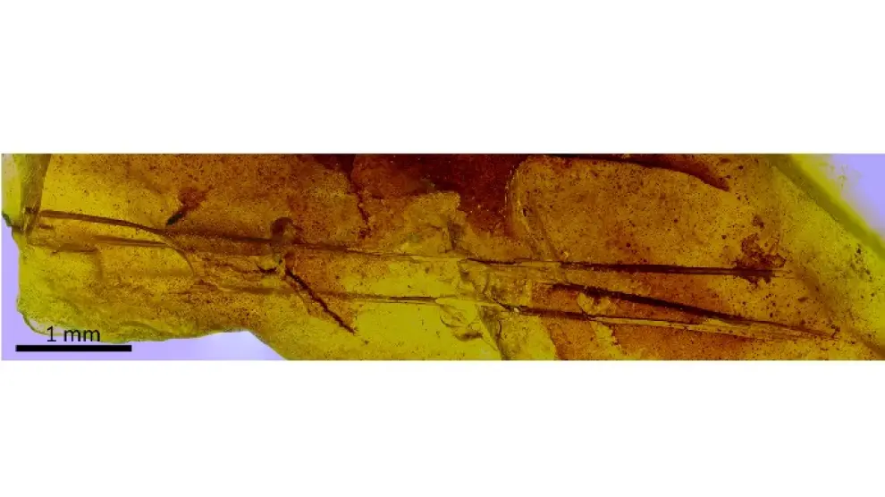 Los tres pelos del mamífero que convivió hace 110 millones de años con dinosaurios como Europelta y Proa (yacimiento de Ariño).