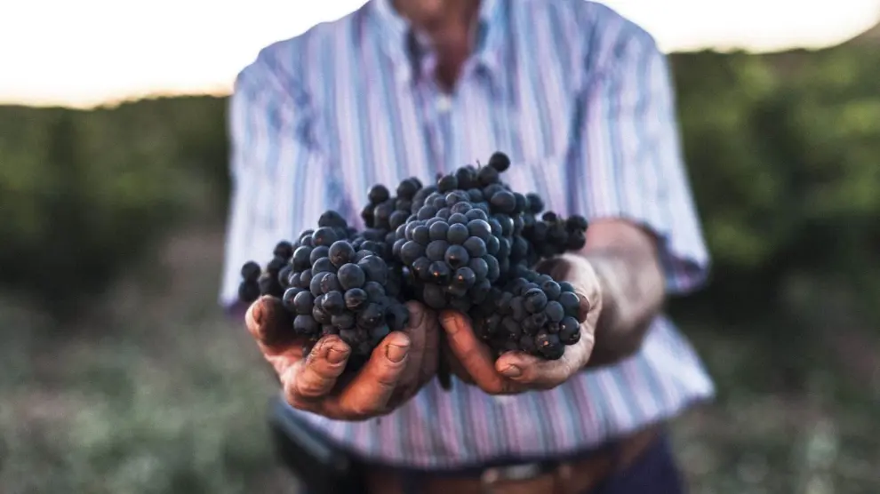 Las manos de un viticultor ofreciendo sus uvas reflejan el carácter solidario de la bodega.