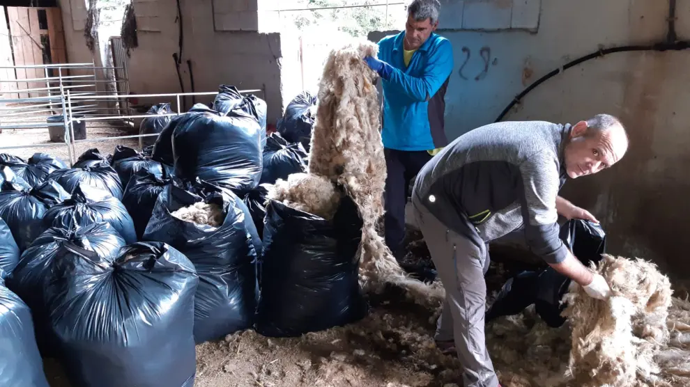 Recogida de lana en una explotación de la comarca de Sobrarbe.