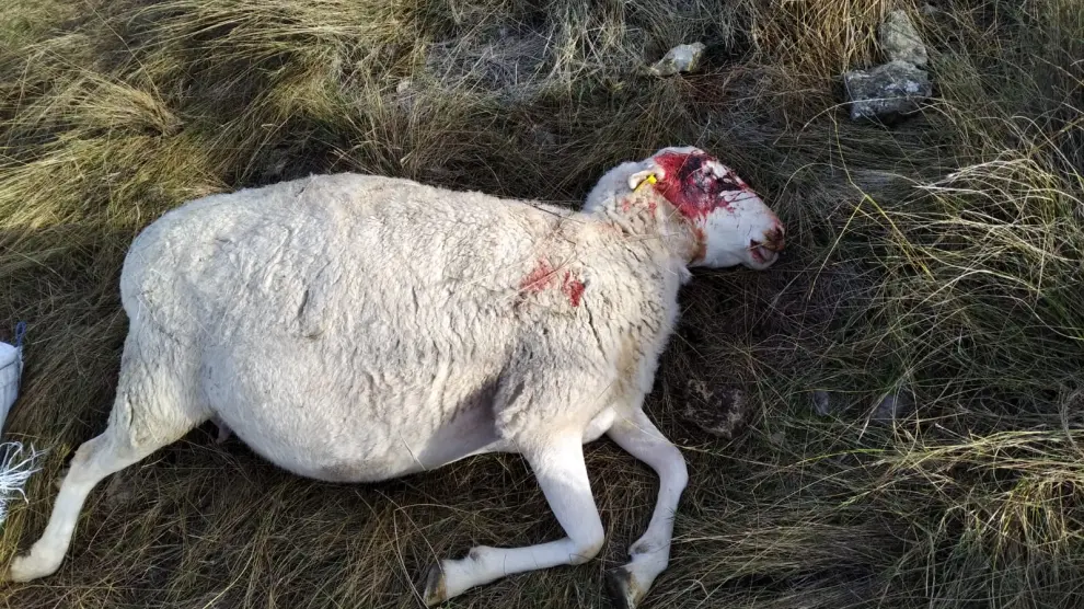 Una de las ovejas muertas en Tardienta