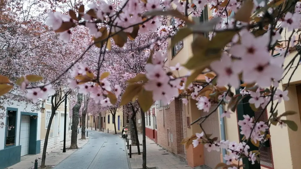 Prunus en flor en la calle Figueras de Zaragoza.
