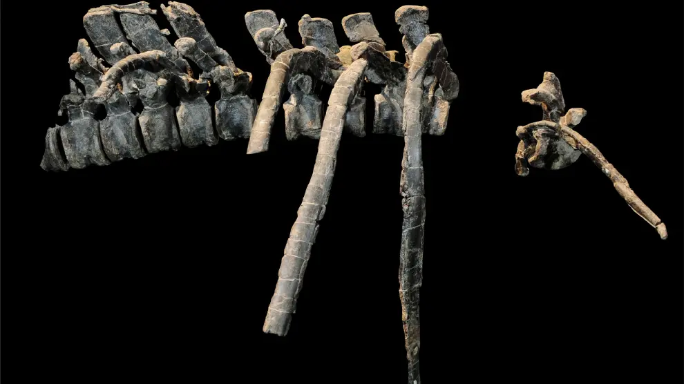 Fósiles del Iguanodon de Aliaga expuestos en la sede de Dinópolis en Teruel.