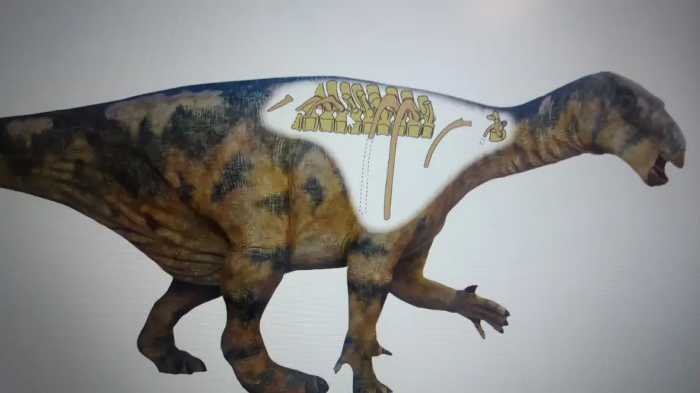 Recreación del Iguanodón descubierto en Aliaga que indica los fósiles localizados en la excavación.