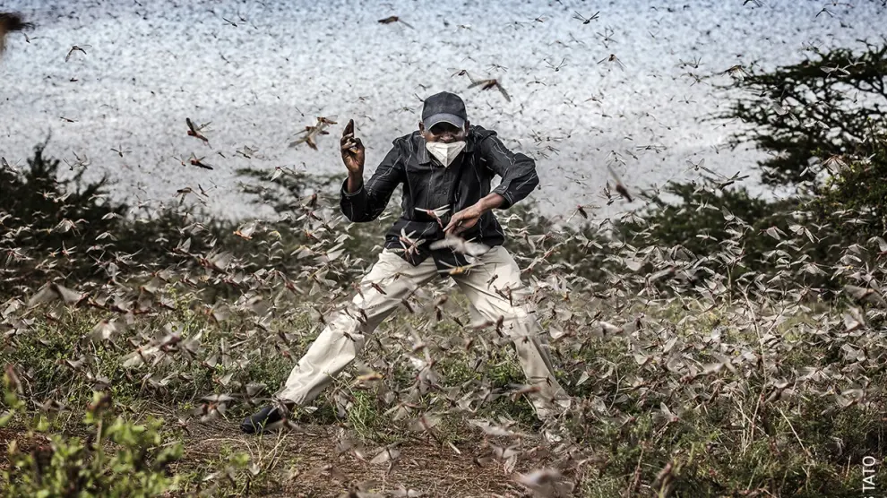 Luis Tato opta al máximo galardón con una fotografía sobre la mayor plaga de langostas del desierto keniano en 70 años