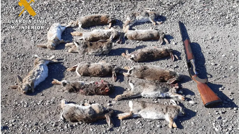 Conejos y arma incautados al cazador denunciado