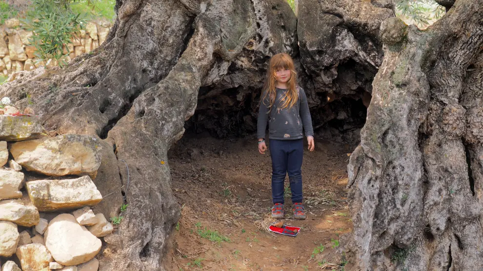 Una niña, dentro del tronco de la milenaria 'Olivera del Pla' de La Portellada, una de las incluidas en el catálogo.