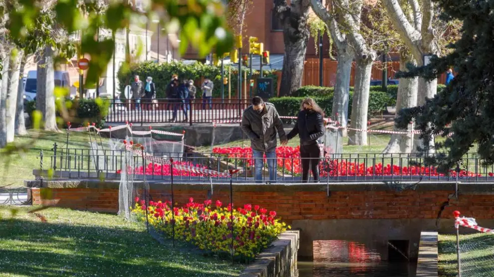 La alfombra de tulipanes, narcisos y azafranes del Parque Grande José Antonio Labordeta se ha convertido en una de las atracciones de la primavera, también en las redes sociales.