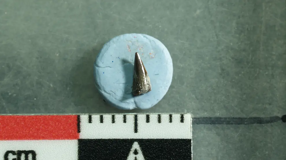 Imagen de los fragmentos de dientes hallados