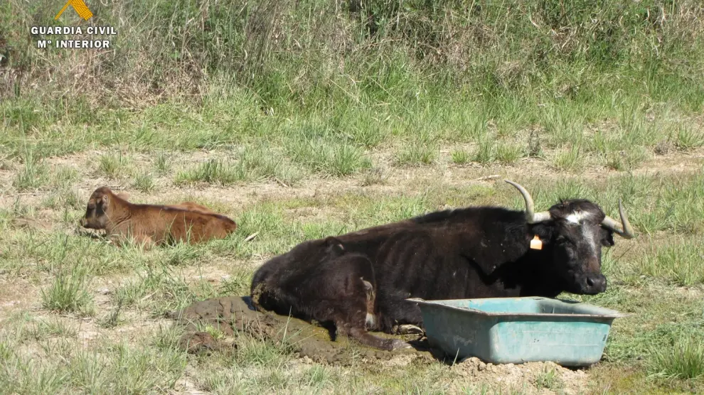 El toro herido junto a su cría.