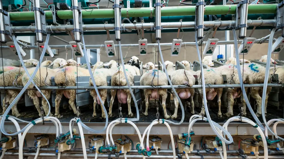 El sector ovino español es la segunda potencia productora de leche de oveja en la Unión Europea