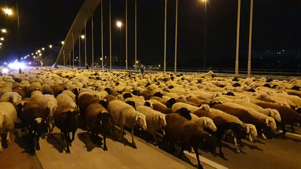 El rebaño de ovejas de los hermanos Clemente, a su paso por el puente de Manuel Giménez Abad de Zaragoza.