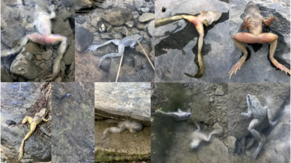 Ejemplares de rana pyrenaica encontrados muertos por ranavirosis en el verano de 2020 en el Parque Nacional de Ordesa y Monte Perdido.