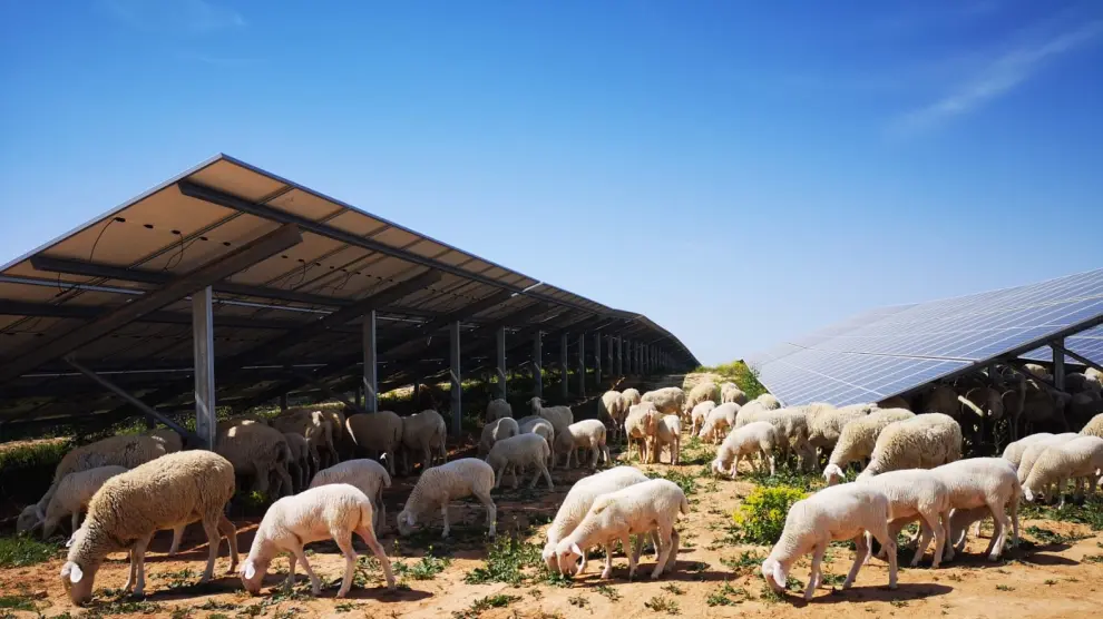 La planta fotovoltaica de Iberdrola en Azaila es compatible con el pastoreo.
