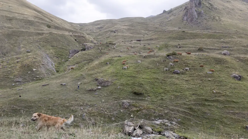 El monte de Castanesa, hacia donde se realizará la ampliación, es en verano una zona de pasto de ganado.