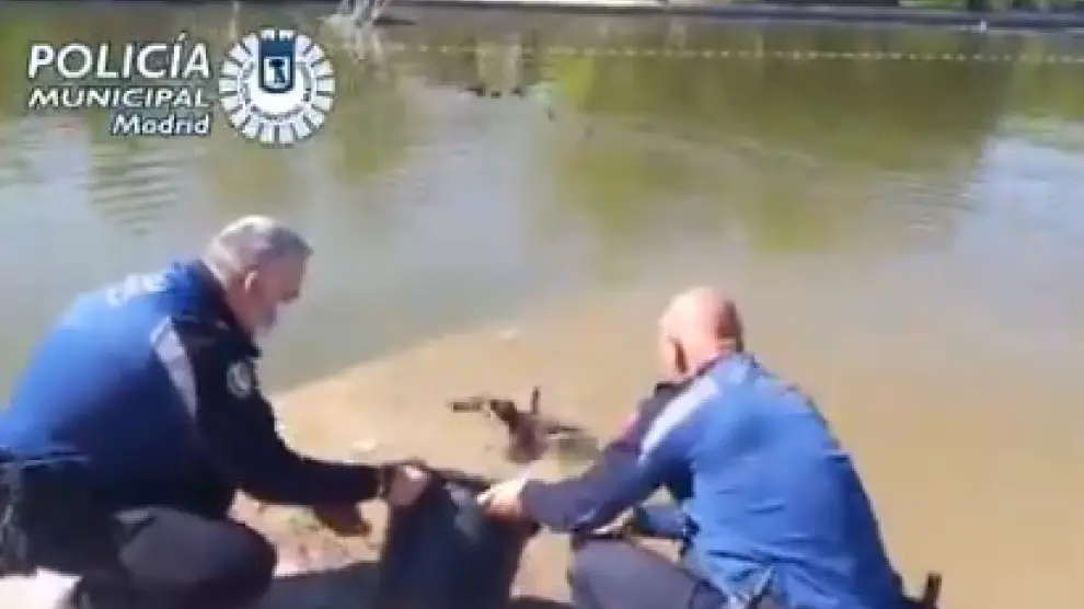 Policías municipales de Madrid devuelven los patos al lago de la Casa de Campo