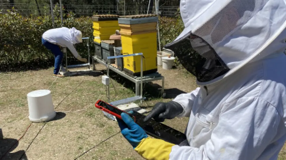 Un equipo de investigadores de la UAB ha realizado un seguimiento de dos años, entre marzo de 2019 y febrero de 2021, del apiario experimental 'UABee'.