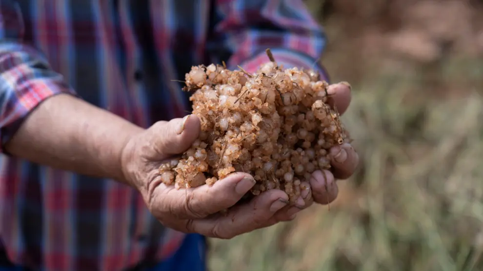 Un agricultor de Cucalón muestra el granizo amontonado por los remansos del agua 20 horas después de la granizada.