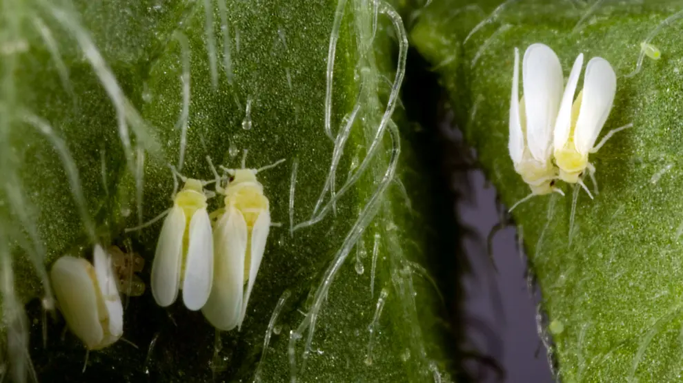 Ejemplares adultos de Bemisia tabaci, la especie de mosca blanca que protagoniza este insólito caso.