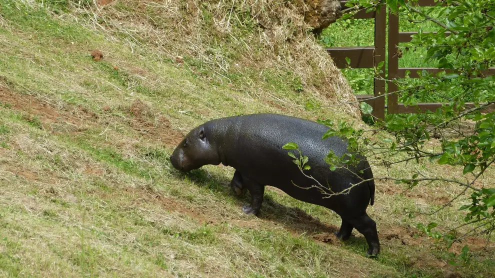 La hipopótama Moyamba, en el Parque de Cabárceno (Cantabria).